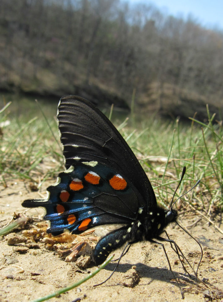 Pipevine Swallowtail